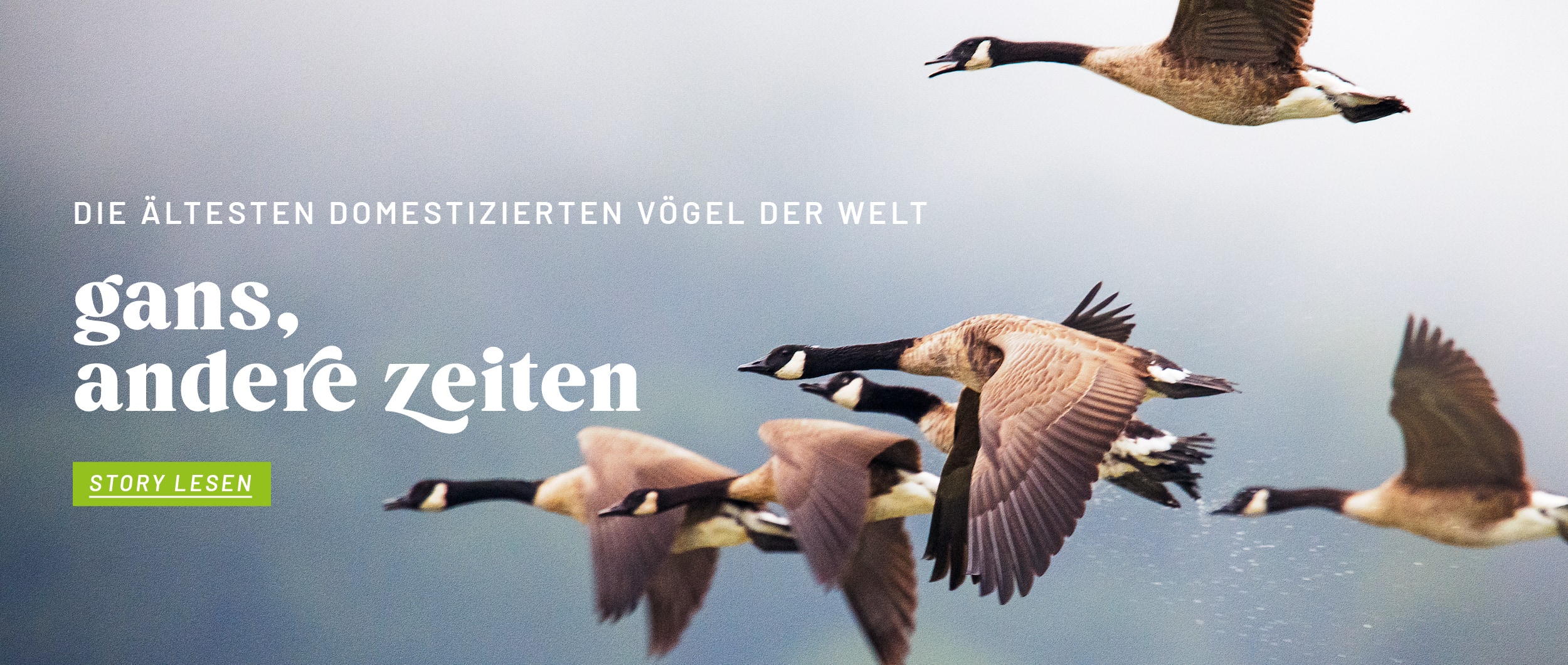 686255761-velivery_storytelling_november_ganse_startseite_teaser_bannerl_desktop_de