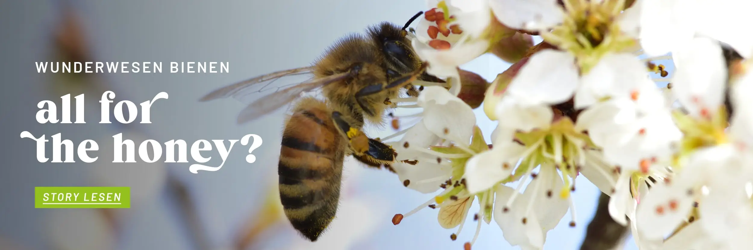 KW22_VE_Storytelling_Tierwohl_Bienen_Startseite_Teaser_BannerL_Desktop_DE