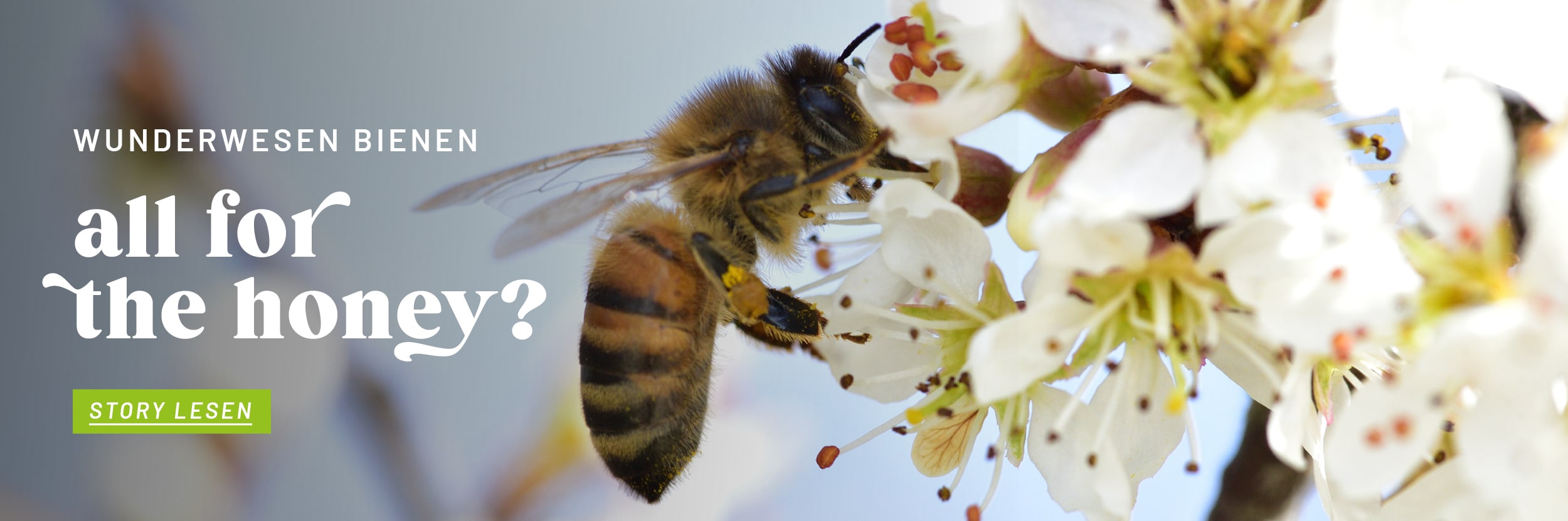 KW22_VE_Storytelling_Tierwohl_Bienen_Startseite_Teaser_BannerL_Desktop_DE