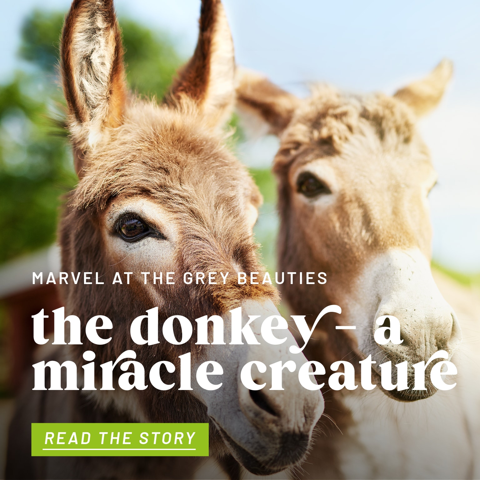 story - life is (not) all about horsing around