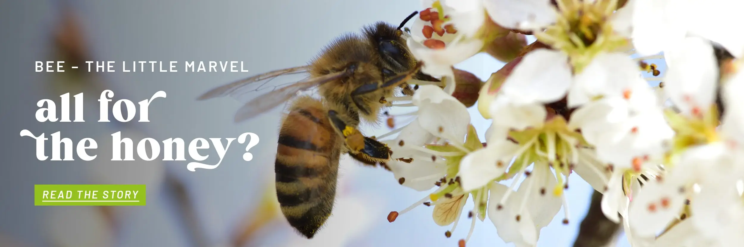 KW22_VE_Storytelling_Tierwohl_Bienen_Startseite_Teaser_BannerL_Desktop_EN