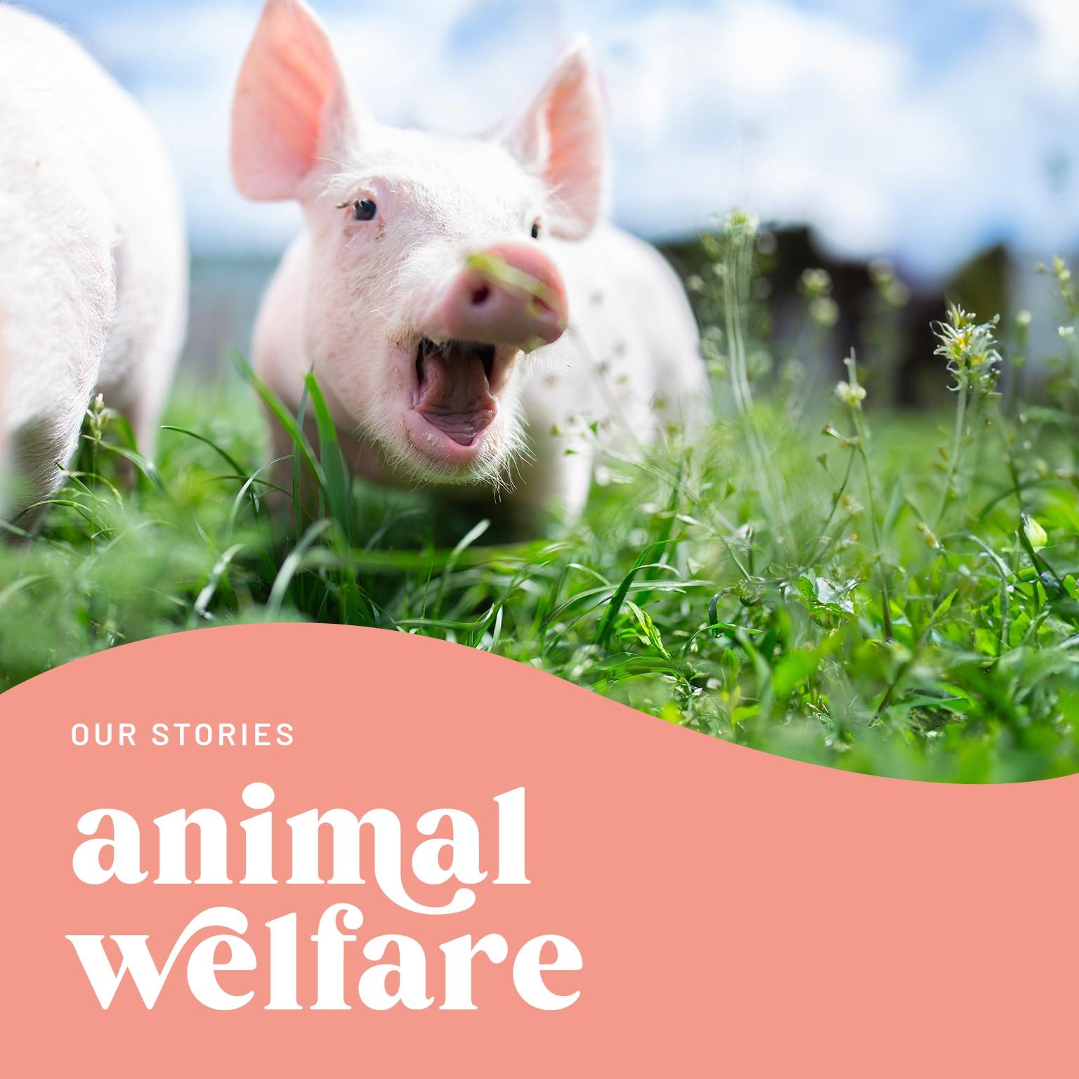 Animal Welfare