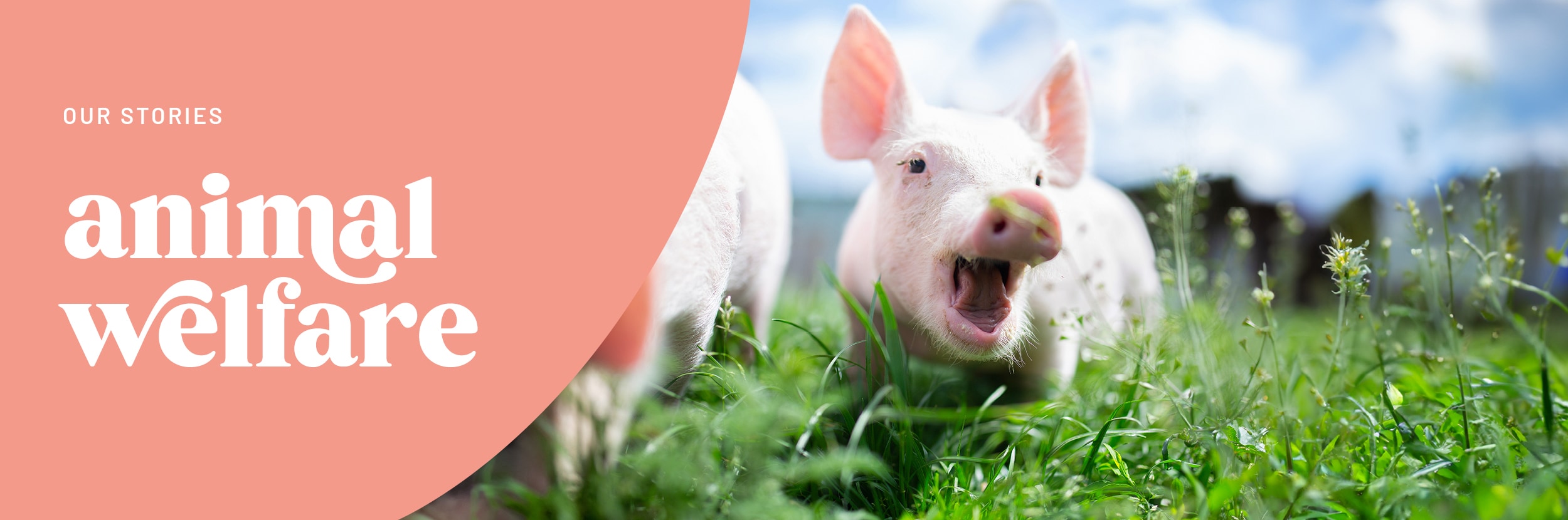 Animal Welfare